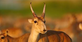 Saiga antelope