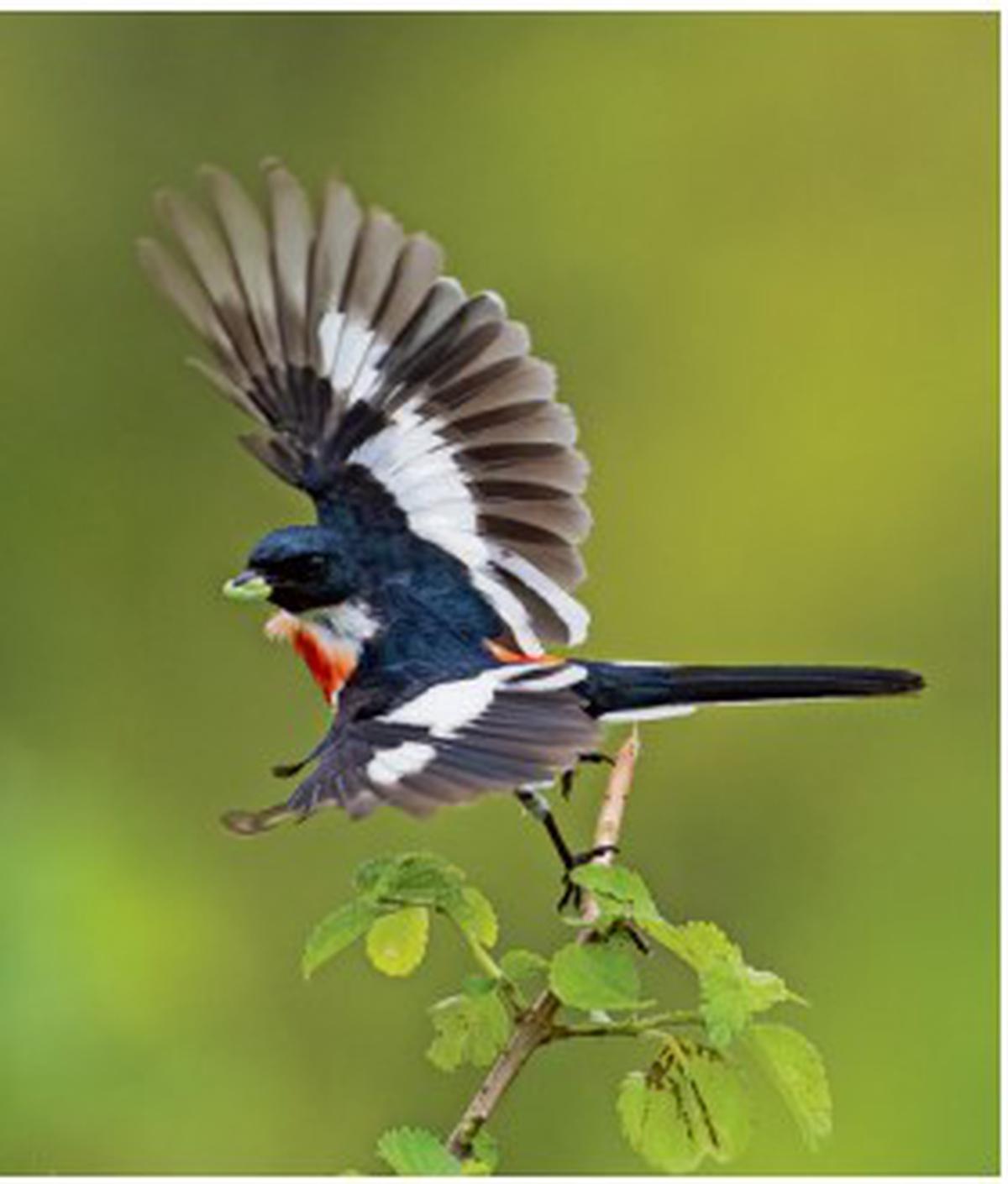 ENDEMIC BIRDS OF INDIA