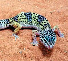 Painted Leopard Gecko