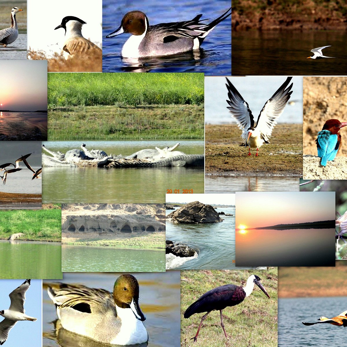 NATIONAL CHAMBAL SANCTUARY
