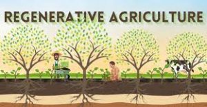 REGENERATIVE AGRICULTURE- UNIQUE TO MP